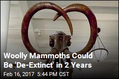 &#39;Maverick Geneticist&#39; Close to Resurrecting Woolly Mammoth