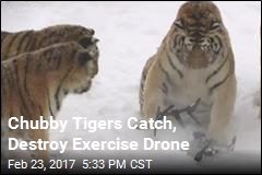 Chubby Tigers Catch, Destroy Exercise Drone