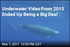 Underwater Video From 2013 Ended Up Being a Big Deal