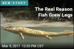 The Real Reason Fish Grew Legs