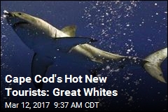 Cape Cod&#39;s Hot New Tourists: Great Whites