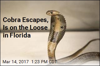 2-Foot-Long Cobra Is on the Loose in Florida