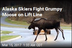 Alaskans Warned to Avoid Grumpy Moose