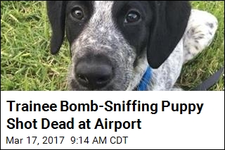 Trainee Bomb-Sniffing Puppy Shot Dead at Airport