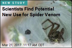 Spider Venom Could Stave Off Brain Damage From Stroke