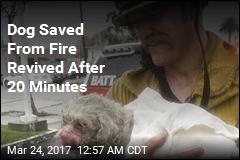 Dog Saved From Fire Revived After 20 Minutes