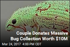 Couple Donates Massive Bug Collection Worth $10M