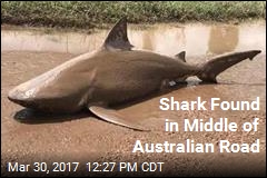 Odd Australian Roadblock: a Bull Shark