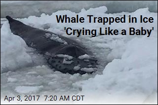 Whale Trapped in Ice &#39;Crying Like a Baby&#39;