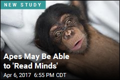 Want to Know If You&#39;re Wrong? Ask an Ape