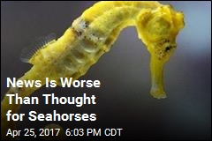 New Study Is Bad News for Seahorses
