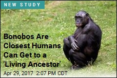 Bonobos Are Closest Humans Can Get to a &#39;Living Ancestor&#39;