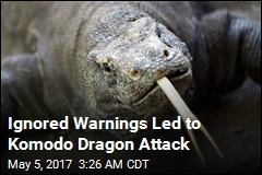 Komodo Dragon Attacks Tourist Taking Photos