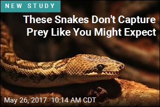 These Snakes Aren&#39;t &#39;Solitary&#39; Hunters After All