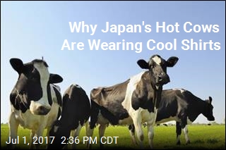 Japan&#39;s Cows Get High-Tech Shirt to Beat the Heat