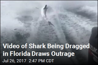 Florida Investigates &#39;Disgusting&#39; Shark-Dragging Video