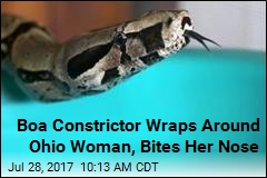 boa constrictor snake opening door and falling