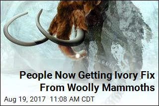 People Now Getting Ivory Fix From Woolly Mammoths