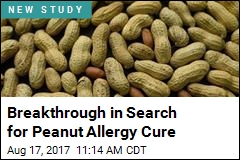Breakthrough in Search for Peanut Allergy Cure