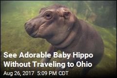 Cincinnati Zoo&#39;s Baby Hippo to Star in Facebook Video Series