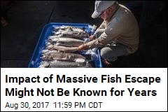 Massive Salmon Escape Could Threaten Wild Population