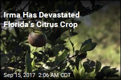 Irma Has Devastated Florida&#39;s Citrus Crop