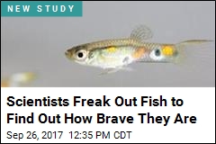 Scientists Freak Out Fish to Find Out How Brave They Are