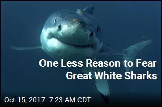 One Less Reason to Fear Great White Sharks