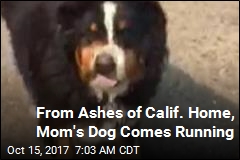 From Ashes of Calif. Home, Mom&#39;s Dog Comes Running
