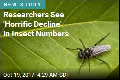 Researchers See &#39;Horrific Decline&#39; in Insect Numbers