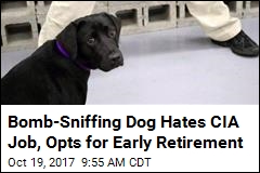Bomb-Sniffing Dog Hates CIA Job, Opts for Early Retirement