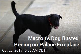 Macron&#39;s Dog Busted Peeing on Palace Fireplace