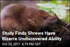 Study Finds Shrews Have Bizarre Undiscovered Ability
