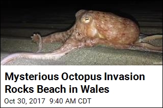 Why Did &#39;Walking&#39; Octopuses Invade Welsh Beach?