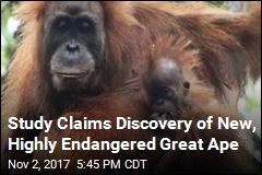 Frizzy-Haired Orangutan May Be New Great Ape