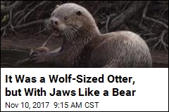 It Was a Wolf-Sized Otter, but With Jaws Like a Bear
