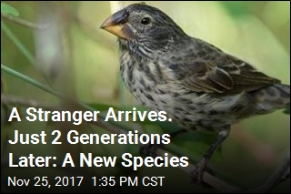 A Stranger Arrives. Just 2 Generations Later: A New Species