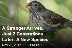 A Stranger Arrives. Just 2 Generations Later: A New Species