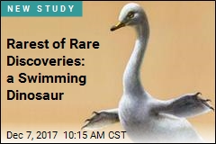 Rarest of Rare Discoveries: a Swimming Dinosaur