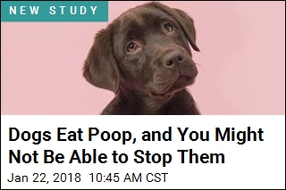 Study Tries to Figure Out Why Some Dogs Eat Poop