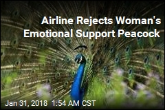 Airline Rejects Woman&#39;s Emotional Support Peacock