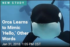 Scientists Teach Orca to Mimic Words