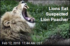 Suspected Lion Poacher Is Killed&mdash; by Lions