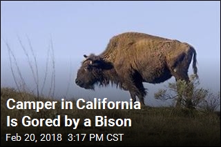 Bison Gores Man on Catalina Island