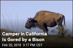 Bison Gores Man on Catalina Island
