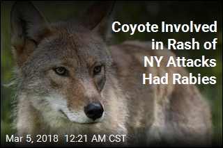 Coyote Involved in Series of Attacks in NY Had Rabies