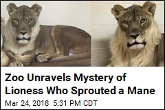 Zoo Unravels Mystery of Lioness Who Sprouted a Mane