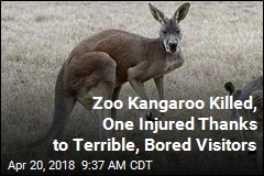 Zoo Kangaroos Weren&#39;t Active&mdash; So They Threw Bricks at Them