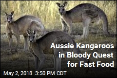 Aussie Kangaroos in Bloody Quest for Fast Food