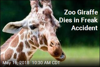 Zoo Atlanta&#39;s Giraffe Dies in &#39;Unusual Incident&#39;